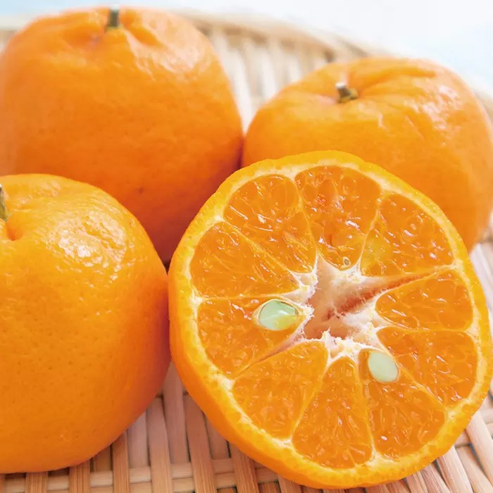 愛媛県産ぽんかん 2kg