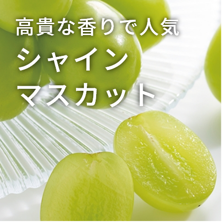 高貴な香りで人気 シャインマスカット