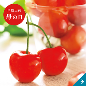 山形県産 高級 さくらんぼ