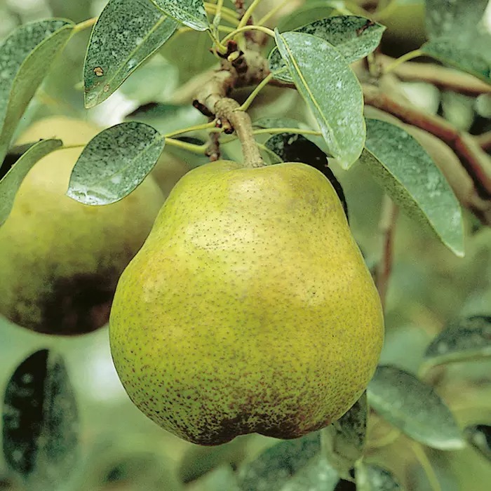 山形県高畠町三条目産 ラ・フランス 2kg【12/10まで】