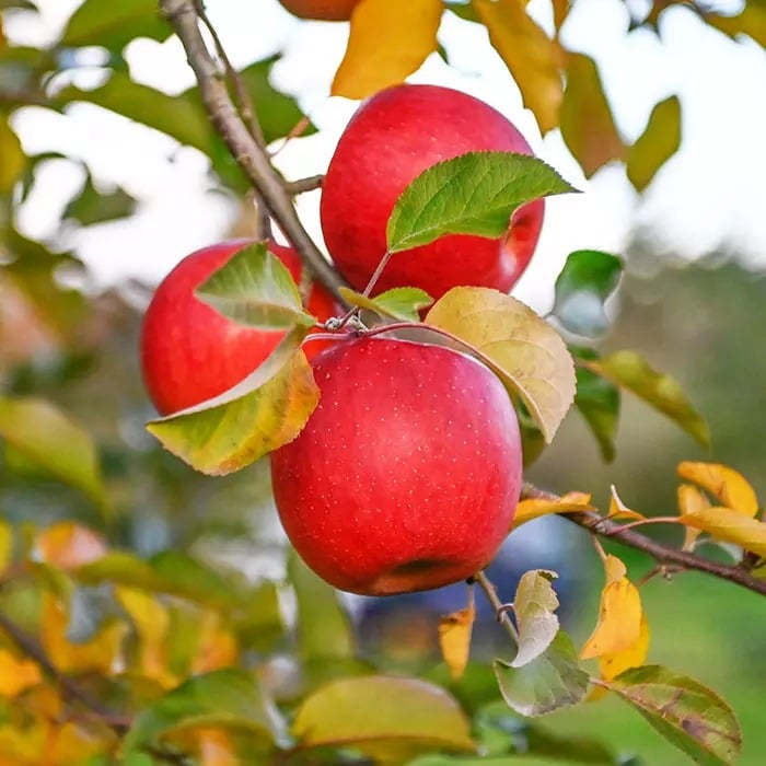 山形県米沢市産 紅玉りんご 2kg【限定30品】