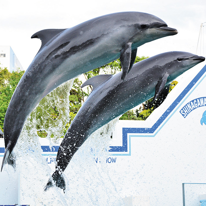 ［東京・品川］しながわ水族館　水族館　ペア入館券