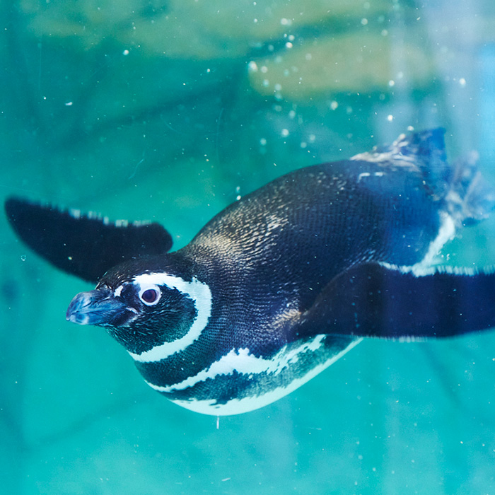 東京 品川 しながわ水族館 水族館 ペア入館券 体験ギフト リンベル カタログギフトのリンベル 公式 東京 品川 しながわ水族館 水族館 ペア入館券 体験ギフト リンベル カタログギフトのリンベル 公式