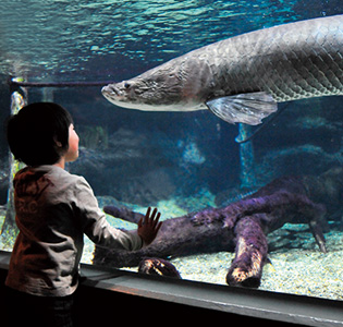 　［岐阜・各務原］世界淡水魚園水族館　アクア・トトぎふ　水族館　４名入館券