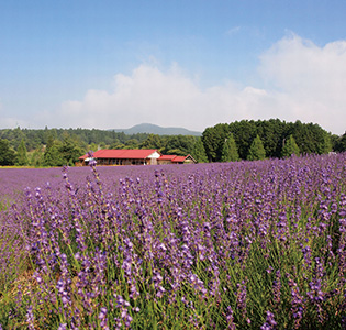 三重 伊賀 メナード青山リゾート 青山ホテル ペア宿泊 体験ギフト リンベル カタログギフトのリンベル 公式