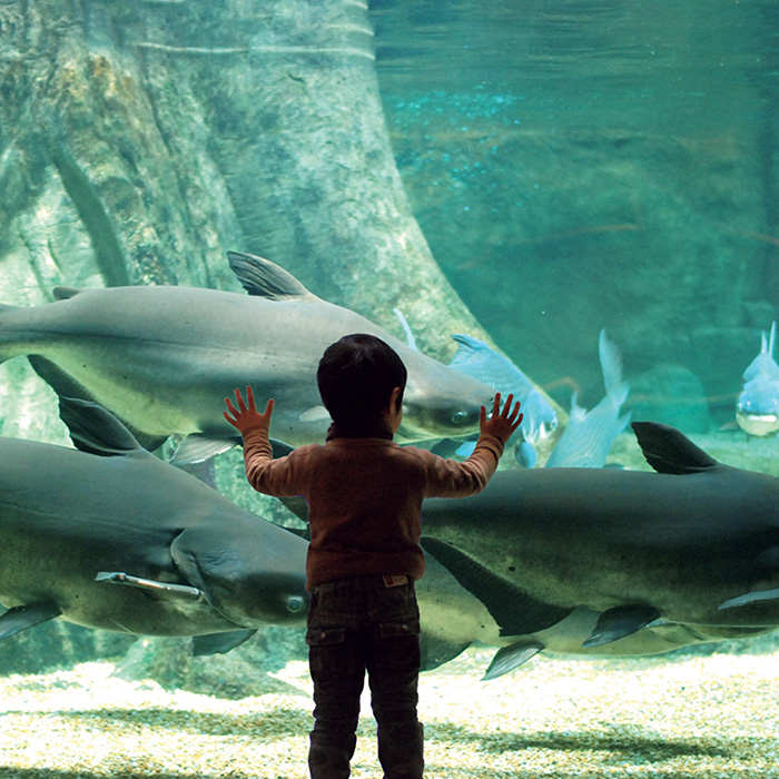 ［岐阜・各務原］世界淡水魚園水族館 アクア・トトぎふ 親子入館券ペア