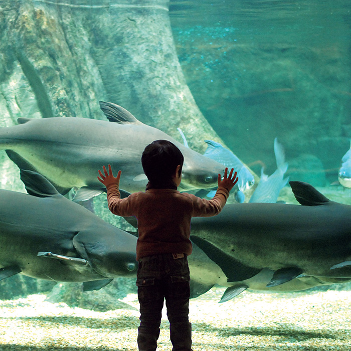 ［岐阜・各務原］世界淡水魚園水族館アクア・トトぎふ 入館券ペア