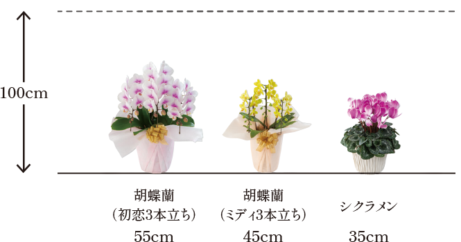 鉢植え