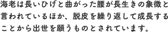 海老は長いひげと曲がった腰が長生きの象徴と言われているほか、脱皮を繰り返して成長することから出世を願うものとされています。