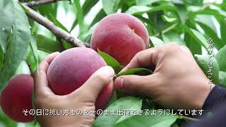 日本の極み　桃