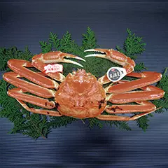 鳥取県　活ずわいがに（松葉がに）五輝星１．２ｋｇ（お届けは１１月１０日～２月２８日）