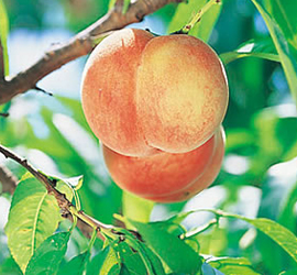 山梨県産　水蜜桃