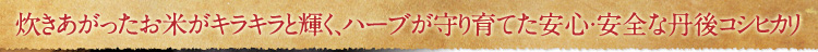 炊きあがったお米がキラキラと輝く、ハーブが育てた安心・安全な丹後コシヒカリ